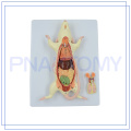 PNT-0821 vente chaude animal rat souris modèle